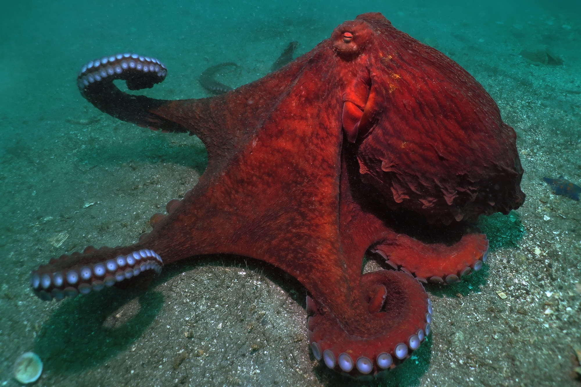 Обитатели японского моря осьминог